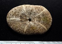 網楯海膽藏品圖，第9張