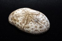 網楯海膽藏品圖，第10張