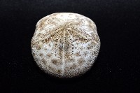 網楯海膽藏品圖，第11張