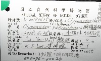 網楯海膽藏品圖，第12張