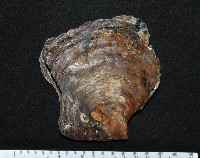 馬鞍(扁平)障泥蛤藏品圖，第1張