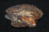 馬鞍(扁平)障泥蛤藏品圖，第2張