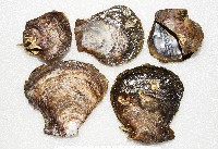 馬鞍(扁平)障泥蛤藏品圖，第3張
