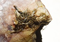 馬鞍(扁平)障泥蛤藏品圖，第5張