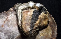 大牡蠣(葡萄牙牡蠣)藏品圖，第1張