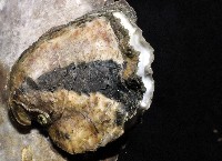 大牡蠣(葡萄牙牡蠣)藏品圖，第2張
