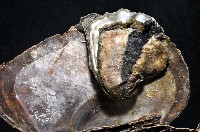 大牡蠣(葡萄牙牡蠣)藏品圖，第3張