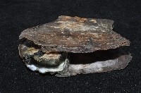 大牡蠣(葡萄牙牡蠣)藏品圖，第4張