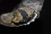 大牡蠣(葡萄牙牡蠣)藏品圖，第5張