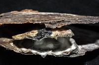 大牡蠣(葡萄牙牡蠣)藏品圖，第6張