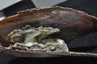 大牡蠣(葡萄牙牡蠣)藏品圖，第7張