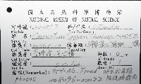 大牡蠣(葡萄牙牡蠣)藏品圖，第8張
