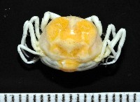 中華蚶豆蟹藏品圖，第1張