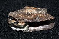 中華蚶豆蟹藏品圖，第5張