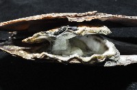 中華蚶豆蟹藏品圖，第6張