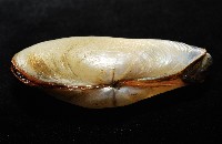 船形(公代)薄殼蛤藏品圖，第3張