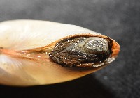 船形(公代)薄殼蛤藏品圖，第8張