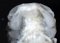 未知種折尾蝦藏品圖，第5張