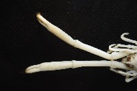 未知種折尾蝦藏品圖，第2張
