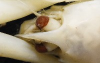 未知種折尾蝦藏品圖，第5張