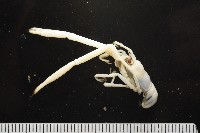 未知種折尾蝦藏品圖，第10張
