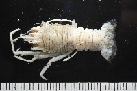 未知種刺鎧蝦藏品圖，第1張