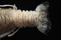 未知種刺鎧蝦藏品圖，第3張