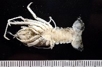 未知種刺鎧蝦藏品圖，第5張
