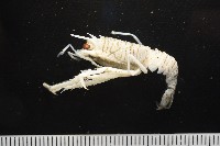 未知種刺鎧蝦藏品圖，第9張