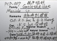 未知種刺鎧蝦藏品圖，第12張