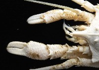 未知種棘鎧蝦藏品圖，第2張