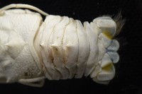 未知種棘鎧蝦藏品圖，第5張