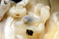 未知種棘鎧蝦藏品圖，第8張