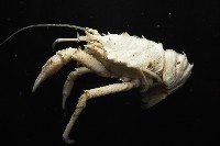 未知種棘鎧蝦藏品圖，第10張