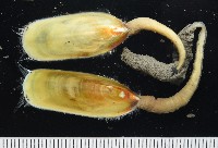 亞氏海豆芽藏品圖，第2張