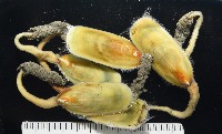 亞氏海豆芽藏品圖，第3張