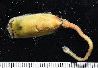 亞氏海豆芽藏品圖，第4張