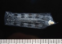 未知種紐鰓樽藏品圖，第2張