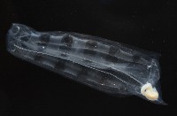 未知種紐鰓樽藏品圖，第3張