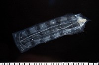 未知種紐鰓樽藏品圖，第4張