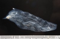 未知種紐鰓樽藏品圖，第5張