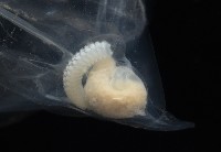 未知種紐鰓樽藏品圖，第6張