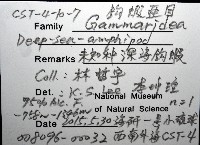 未知種深海鉤蝦藏品圖，第8張