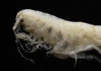 未知種深海鉤蝦藏品圖，第2張