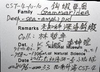 未知種深海鉤蝦藏品圖，第8張