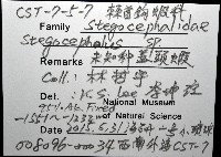 未知種隱首鉤蝦藏品圖，第8張