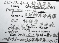 未知種深海鉤蝦藏品圖，第8張