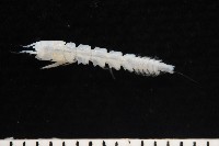 未知種長尾蟲藏品圖，第5張