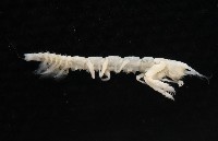 未知種長尾蟲藏品圖，第7張