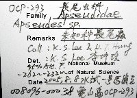未知種長尾蟲藏品圖，第8張